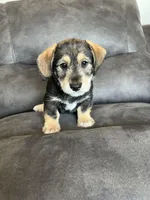Ranger, a male Miniature Schnauzer and Pembroke Welsh Corgi for sale in Stuart, IA – Photo 2 of 3