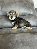 Ranger, a male Miniature Schnauzer and Pembroke Welsh Corgi for sale in Stuart, IA – Photo 3 of 3