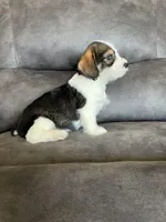 Scout, a male Miniature Schnauzer and Pembroke Welsh Corgi for sale in Stuart, IA – Photo 3 of 3