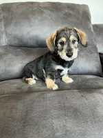 Ranger, a male Miniature Schnauzer and Pembroke Welsh Corgi for sale in Stuart, IA – Photo 1 of 3