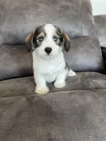 Scout, a male Miniature Schnauzer and Pembroke Welsh Corgi for sale in Stuart, IA – Photo 1 of 3
