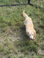 Baymax, a male Dachshund and Miniature Dachshund for sale in Stuart, IA – 8 of 8