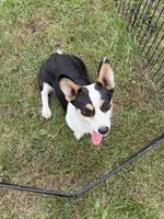 Ellie , a female Pembroke Welsh Corgi for sale in Stuart, IA – 2 of 4