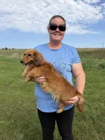 Taffy AKC, a female Dachshund and Miniature Dachshund for sale in Stuart, IA – 4 of 7