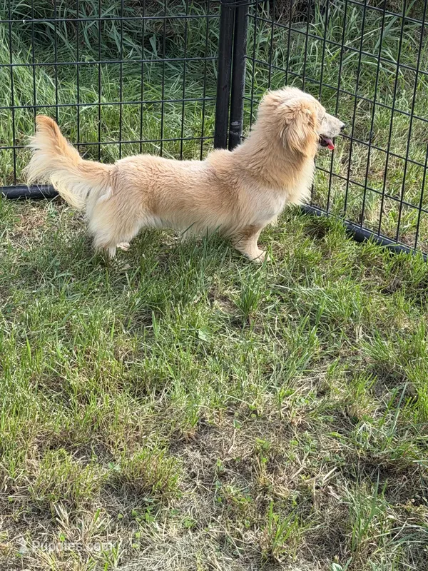 Baymax – Dachshund, Miniature Dachshund puppy for sale in Stuart, IA
