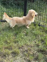 Baymax, a male Dachshund and Miniature Dachshund for sale in Stuart, IA – 1 of 8