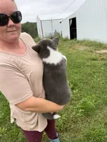 Buddy, a male Cardigan Welsh Corgi and Pembroke Welsh Corgi for sale in Stuart, IA – 2 of 3