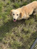 Baymax, a male Dachshund and Miniature Dachshund for sale in Stuart, IA – 3 of 8
