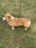 Twinkie , a female Pembroke Welsh Corgi for sale in Stuart, IA – 5 of 5