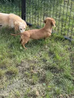 Rouge, a female Dachshund and Miniature Dachshund for sale in Stuart, IA – 2 of 7