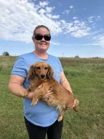 Taffy AKC, a female Dachshund and Miniature Dachshund for sale in Stuart, IA – 2 of 7
