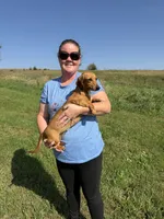 Rouge, a female Dachshund and Miniature Dachshund for sale in Stuart, IA – 7 of 7