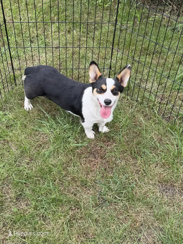 Ellie  – Pembroke Welsh Corgi puppy for sale in Stuart, IA