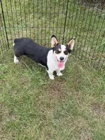 Ellie , a female Pembroke Welsh Corgi for sale in Stuart, IA – 1 of 4