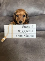 Stetson, a male Dachshund and Miniature Dachshund for sale in Stuart, IA – Photo 6 of 8