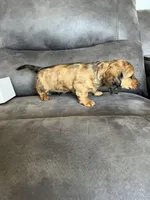 Stetson, a male Dachshund and Miniature Dachshund for sale in Stuart, IA – Photo 5 of 8