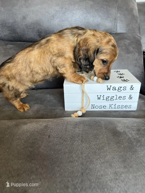 Stetson, a male Dachshund and Miniature Dachshund for sale in Stuart, IA – Photo 1 of 8