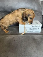 Stetson, a male Dachshund and Miniature Dachshund for sale in Stuart, IA – Photo 1 of 8