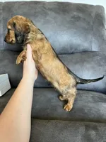 Stetson, a male Dachshund and Miniature Dachshund for sale in Stuart, IA – Photo 4 of 8