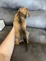 Stetson, a male Dachshund and Miniature Dachshund for sale in Stuart, IA – Photo 3 of 8