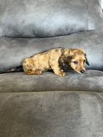 Stetson, a male Dachshund and Miniature Dachshund for sale in Stuart, IA – Photo 7 of 8