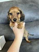 Stetson, a male Dachshund and Miniature Dachshund for sale in Stuart, IA – Photo 2 of 8