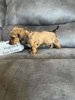 Stetson, a male Dachshund and Miniature Dachshund for sale in Stuart, IA – Photo 8 of 8