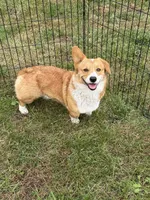 Twinkie , a female Pembroke Welsh Corgi for sale in Stuart, IA – 4 of 5