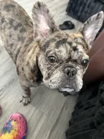 oreo, a male French Bulldog for sale in Dallas, TX – Photo 3 of 4