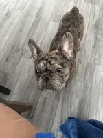 oreo, a male French Bulldog for sale in Dallas, TX – Photo 2 of 4