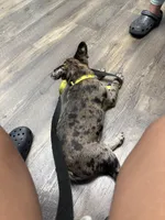 oreo, a male French Bulldog for sale in Dallas, TX – Photo 4 of 4