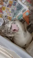 Zoe, a female French Bulldog for sale in Baltimore, MD – 2 of 2