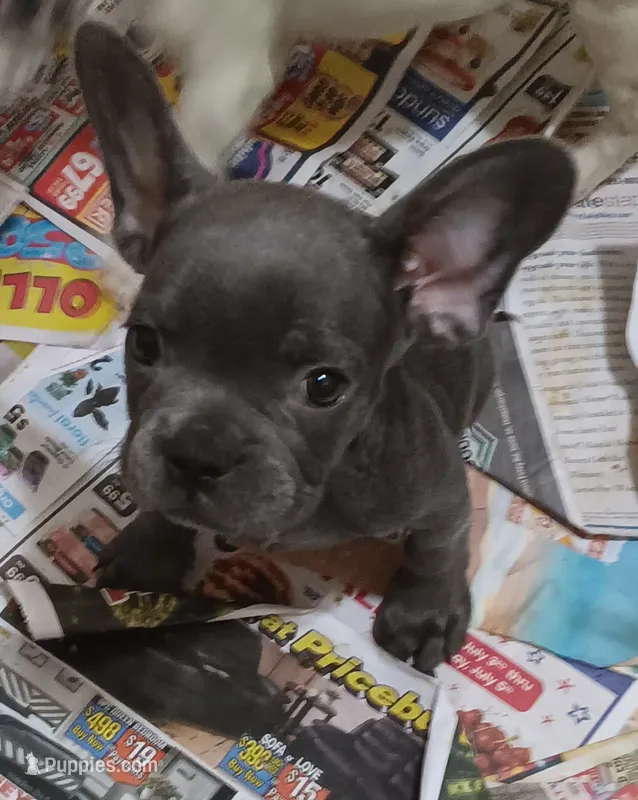 BLAKE  – French Bulldog puppy for sale in Baltimore, MD