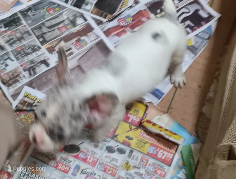 Zoe – French Bulldog puppy for sale in Baltimore, MD