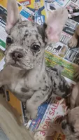 Kason, a male French Bulldog for sale in Baltimore, MD – 2 of 4
