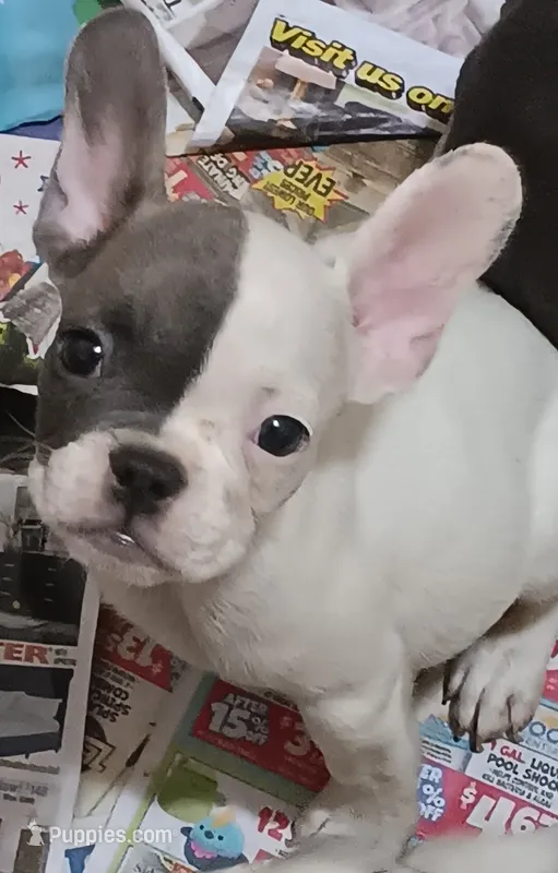 Face – French Bulldog puppy for sale in Baltimore, MD