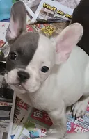 Face, a male French Bulldog for sale in Baltimore, MD – 1 of 2