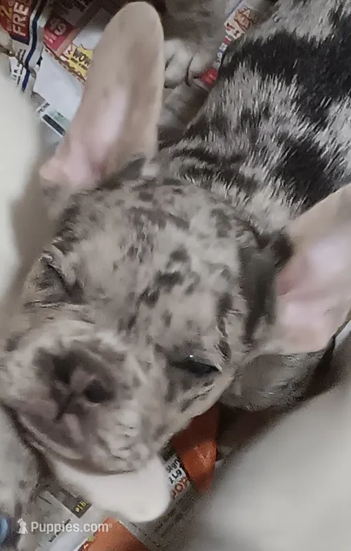 Kason – French Bulldog puppy for sale in Baltimore, MD