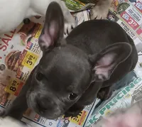 BLAKE , a male French Bulldog for sale in Baltimore, MD – 2 of 3