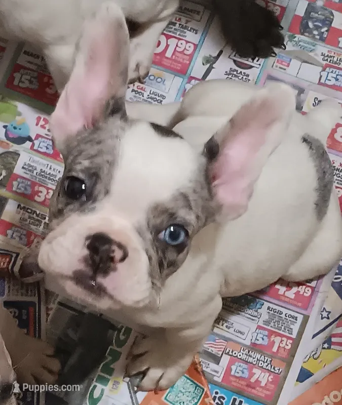 Piglet  – French Bulldog puppy for sale in Baltimore, MD