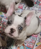 Piglet , a female French Bulldog for sale in Baltimore, MD – 1 of 2