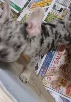 Kason, a male French Bulldog for sale in Baltimore, MD – 3 of 4