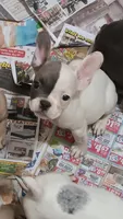Face, a male French Bulldog for sale in Baltimore, MD – 2 of 2