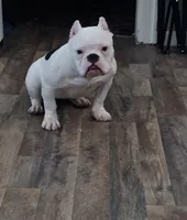 Icey, a female American Bully for sale in Louisville, KY – Photo 1 of 5