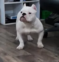 Icey, a female American Bully for sale in Louisville, KY – Photo 4 of 5