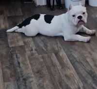 Icey, a female American Bully for sale in Louisville, KY – Photo 3 of 5