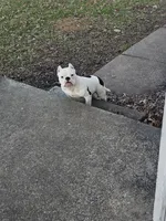 Icey, a female American Bully for sale in Louisville, KY – Photo 2 of 5