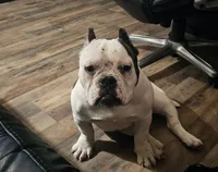 processed/32cd1b79-337a-4833-8e23-37e19abf26f2/listing/ef74a74f-0116-4b82-8252-16c51a153e21/4c6c6d20-2304-4920-8d7d-75894b50cf62