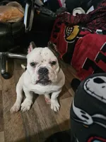 processed/32cd1b79-337a-4833-8e23-37e19abf26f2/listing/ef74a74f-0116-4b82-8252-16c51a153e21/f581377d-b037-4d1d-8289-52161c18f01e