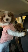 Cherry , a female Goldendoodle for sale in Ogden, UT – 3 of 8